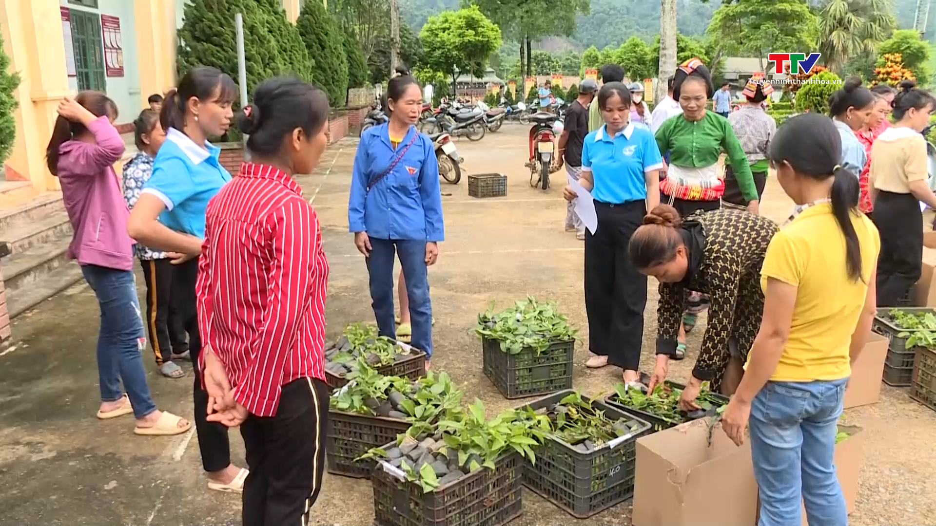 Trao tặng cây giống và ra mắt Tổ hợp tác trồng chanh leo do phụ nữ làm chủ xã Thanh Sơn huyện Như Xuân
 - Ảnh 2.