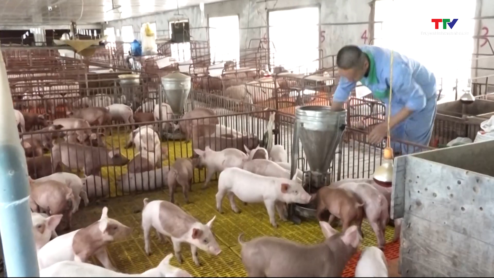 Trên 17. 000 tỷ đồng đầu tư vào chăn nuôi lợn tại Thanh Hóa - Ảnh 2.