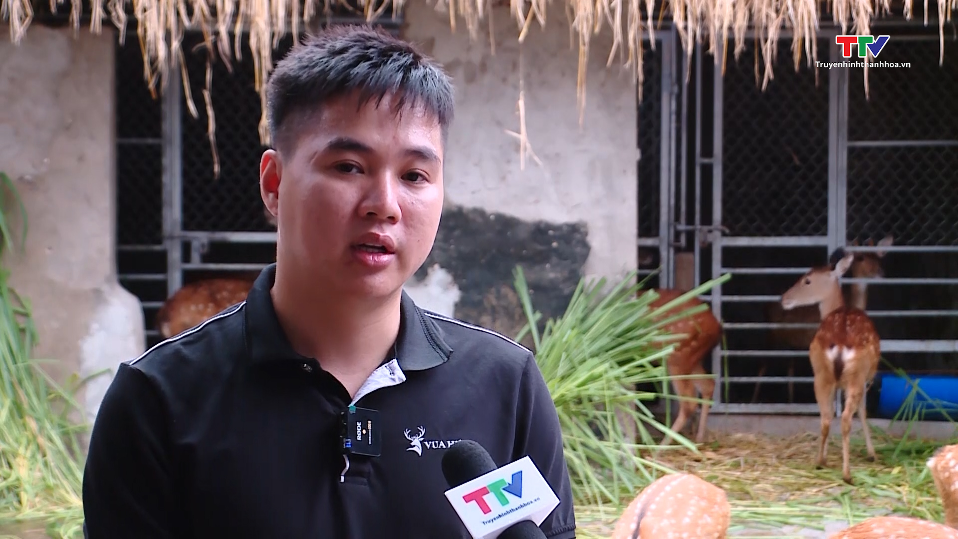 Nuôi hươu sao cho giá trị kinh tế cao - Ảnh 4. Nuôi hươu sao cho giá trị kinh tế cao - Ảnh 4.