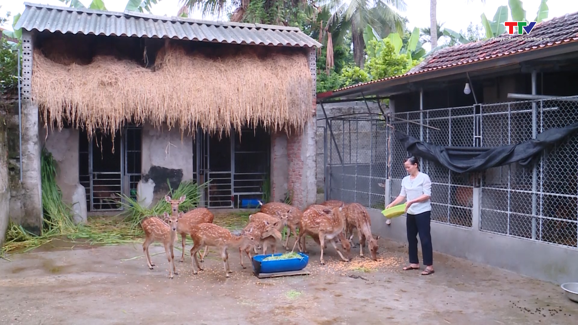 Nuôi hươu sao cho giá trị kinh tế cao - Ảnh 5. Nuôi hươu sao cho giá trị kinh tế cao - Ảnh 5.
