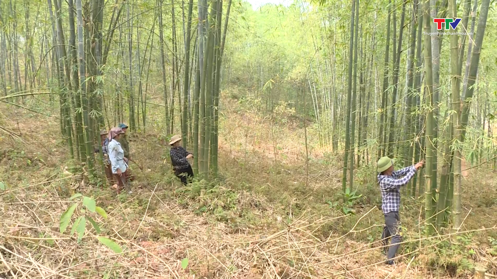 Thanh Hóa có 4670 hộ dân tham gia phát triển rừng bền vững - Ảnh 2.