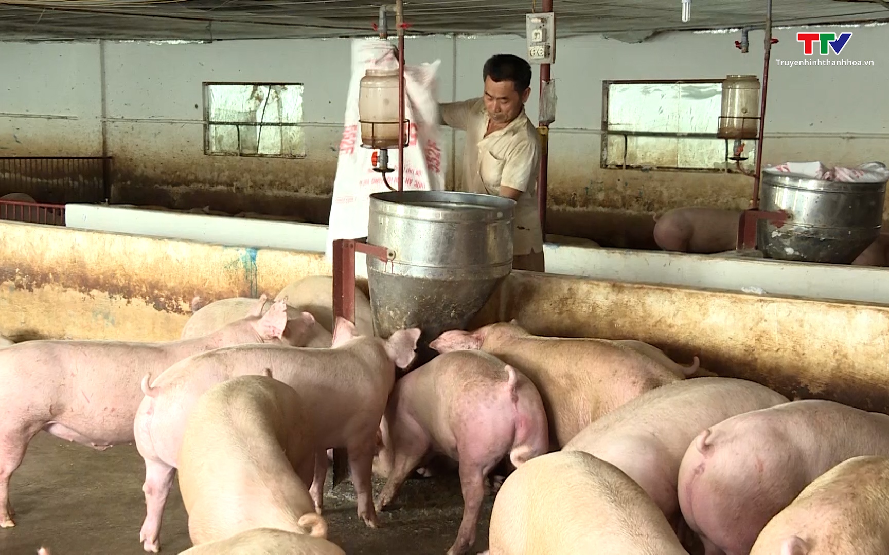 Giá lợn hơi tăng ổn định, người chăn nuôi yên tâm sản xuất