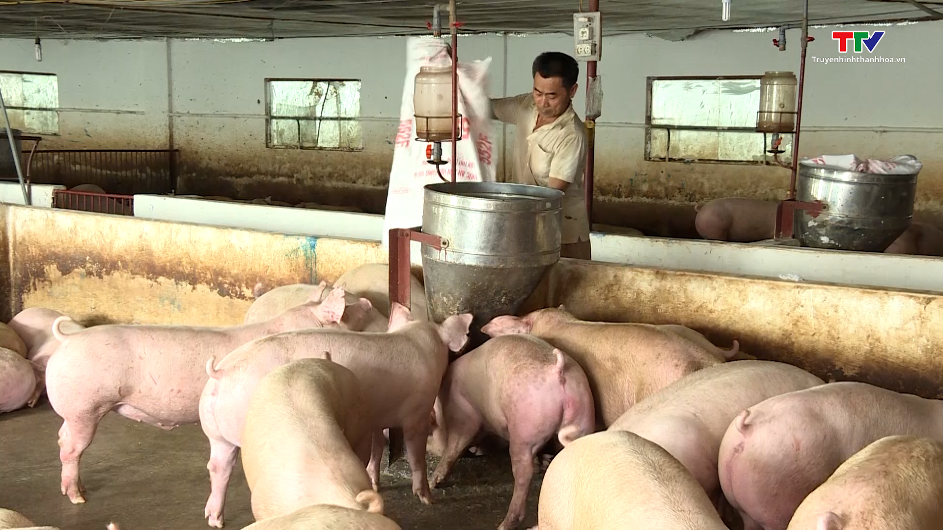 Giá lợn hơi tăng ổn định, người chăn nuôi yên tâm sản xuất - Ảnh 2.