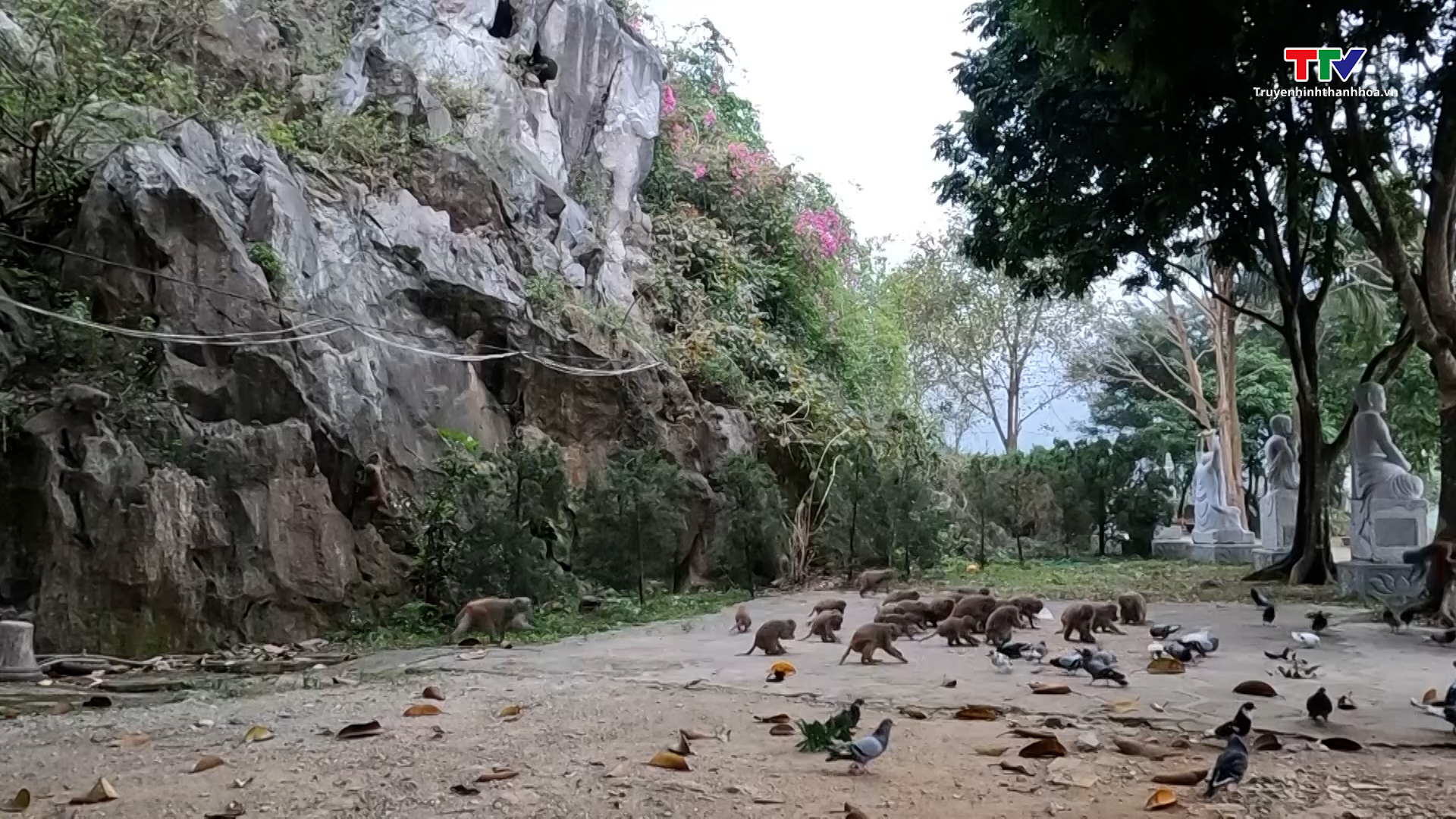 Kim Sơn - nơi còn hàng trăm con khỉ lông vàng trú ngụ - Ảnh 3.