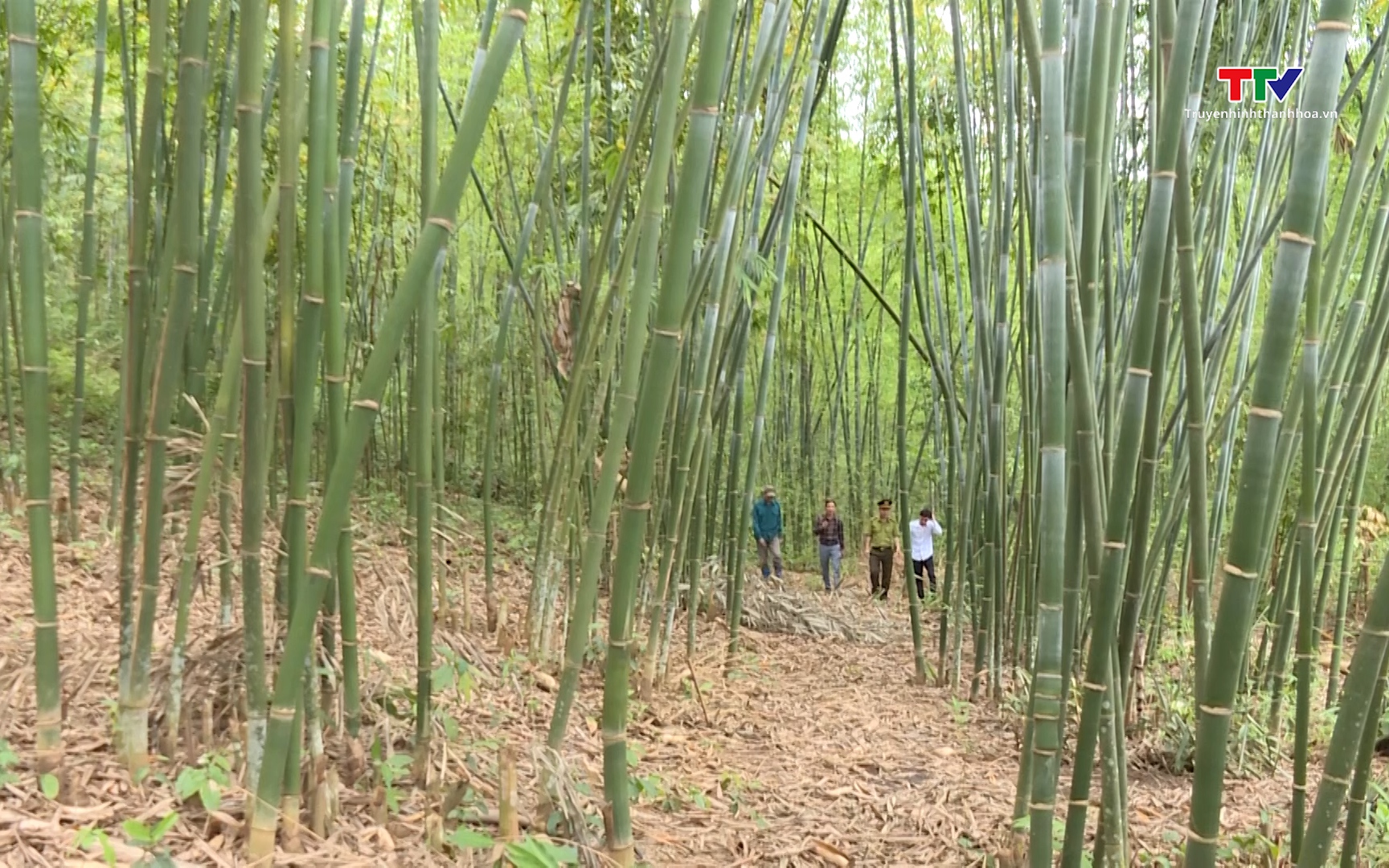 Tăng cường công tác tuyên truyền pháp luật về bảo vệ rừng ở miền núi Thanh Hóa