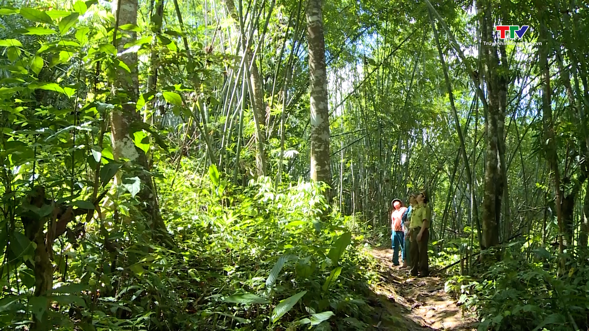 Tăng cường công tác tuyên truyền pháp luật về bảo vệ rừng ở miền núi Thanh Hóa - Ảnh 4.