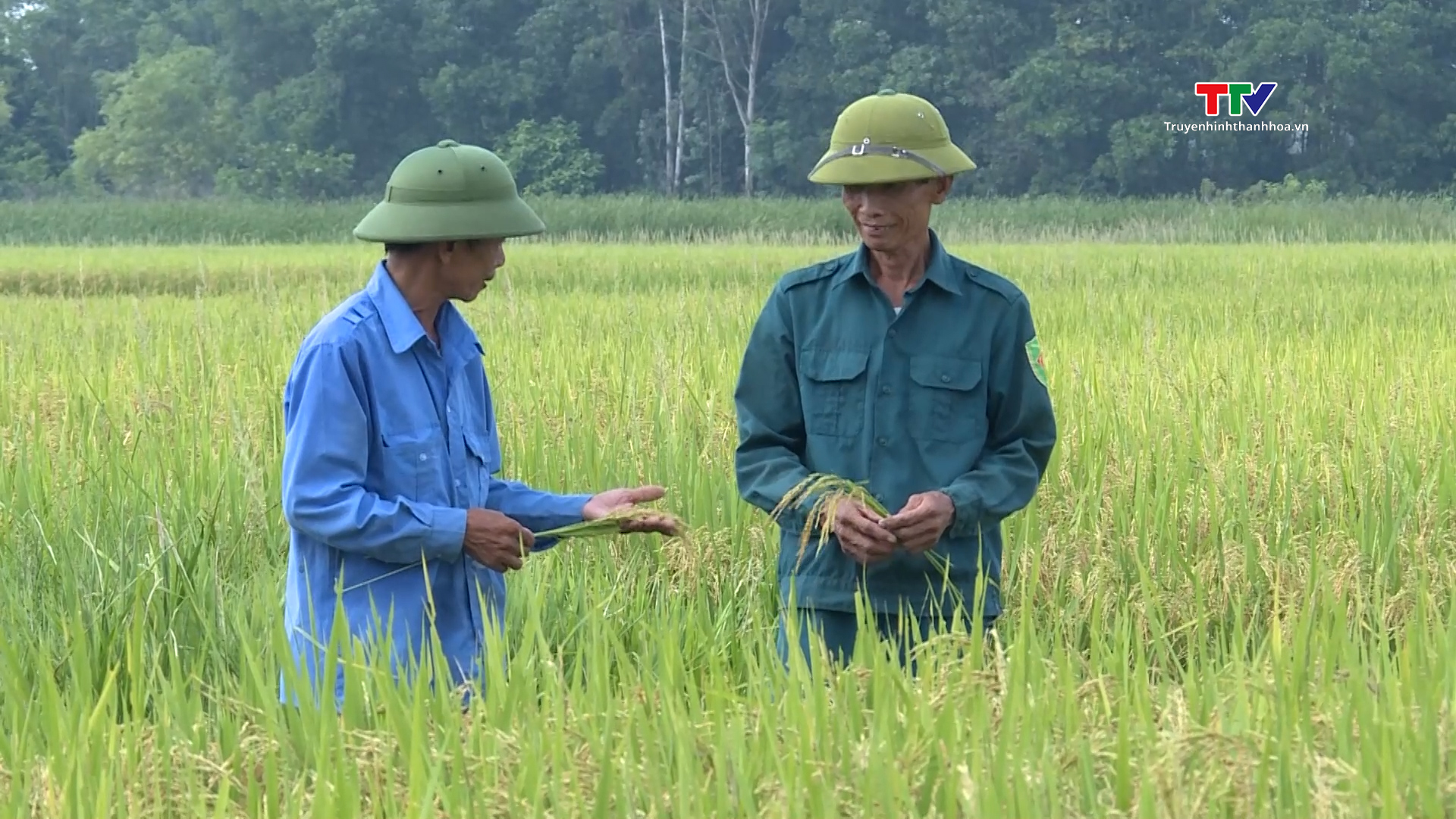 Sản xuất lúa hữu cơ hướng tới nền nông nghiệp xanh - Ảnh 2.