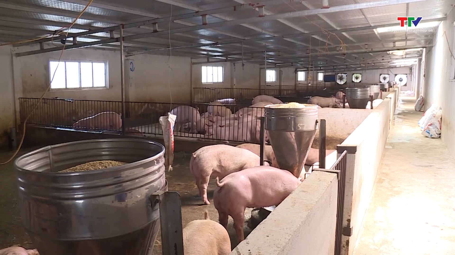 Thanh Hóa có 56 trang trại chăn nuôi lợn được chứng nhận an toàn dịch bệnh - Ảnh 2.