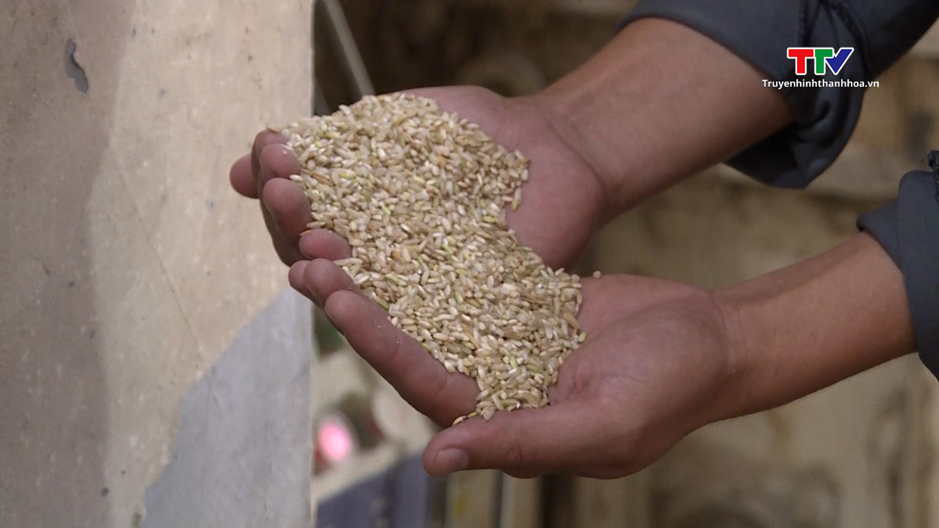 Các doanh nghiệp sản xuất và kinh doanh lúa gạo gặp khó khăn khi giá gạo tăng cao - Ảnh 3.
