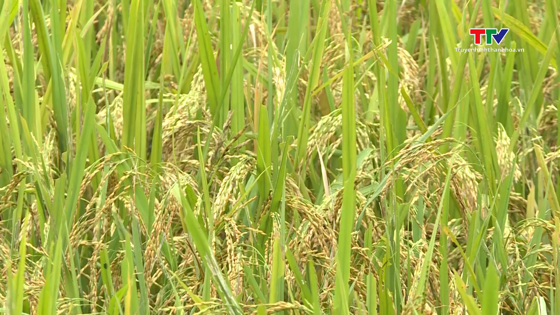 Các doanh nghiệp sản xuất và kinh doanh lúa gạo gặp khó khăn khi giá gạo tăng cao - Ảnh 5.