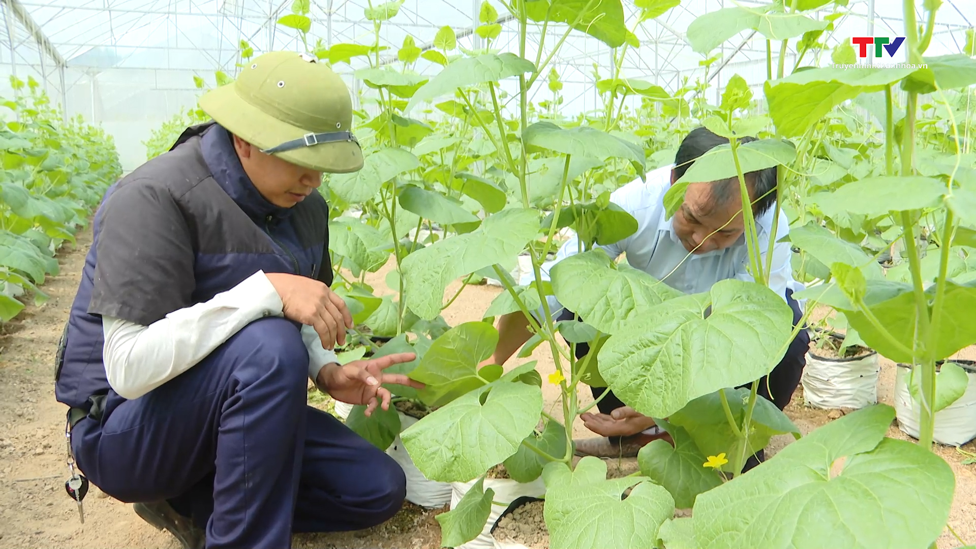 Thọ Xuân phát triển nông nghiệp ứng dụng công nghệ cao - Ảnh 2.