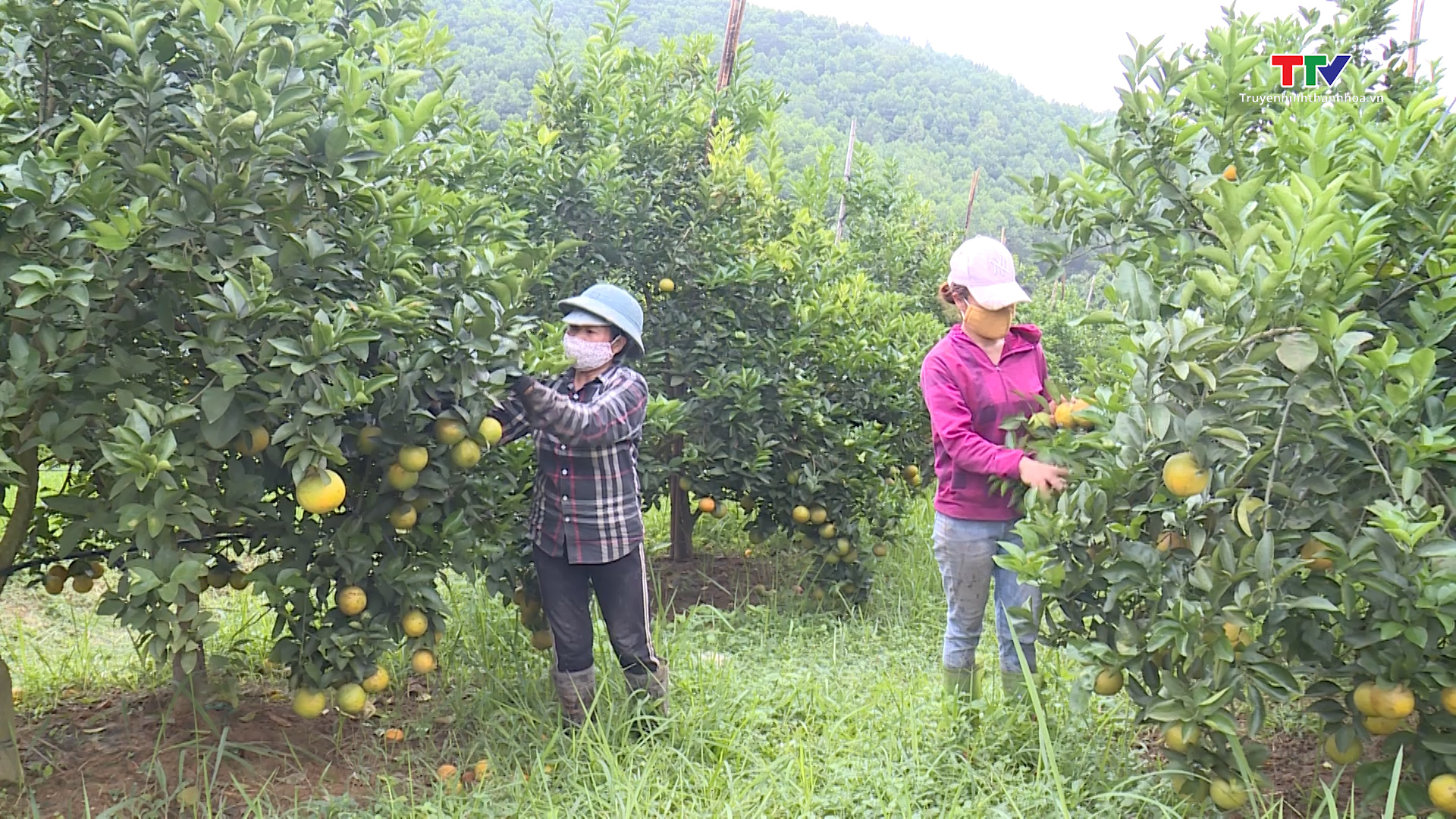 Huyện Như Xuân có hơn 1.374 ha cây ăn quả - Ảnh 2.