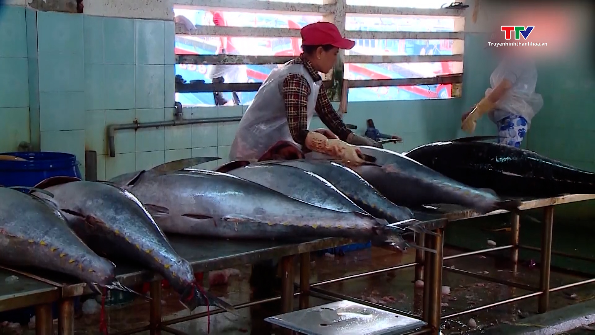 Xuất khẩu cá ngừ sang Hàn Quốc đạt hơn 7 triệu USD - Ảnh 2.