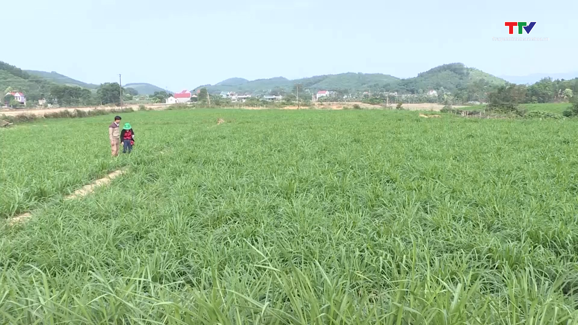 Thanh Hóa phát triển được 17.000 ha cây thức ăn chăn nuôi - Ảnh 2.
