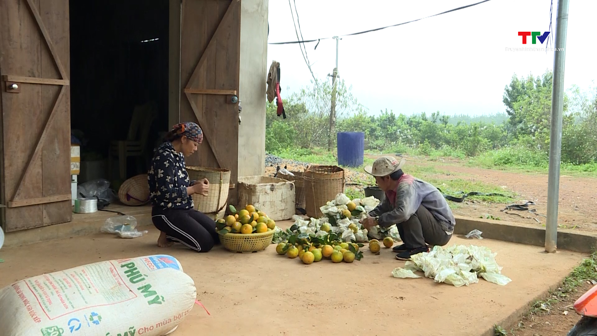 Xã Xuân Hòa, huyện Như Xuân xây dựng thương hiệu cây ăn quả- Ảnh 1.