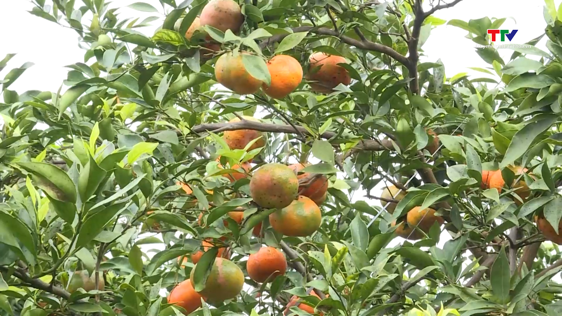 Xã Xuân Hòa xây dựng thương hiệu cây ăn quả- Ảnh 3.