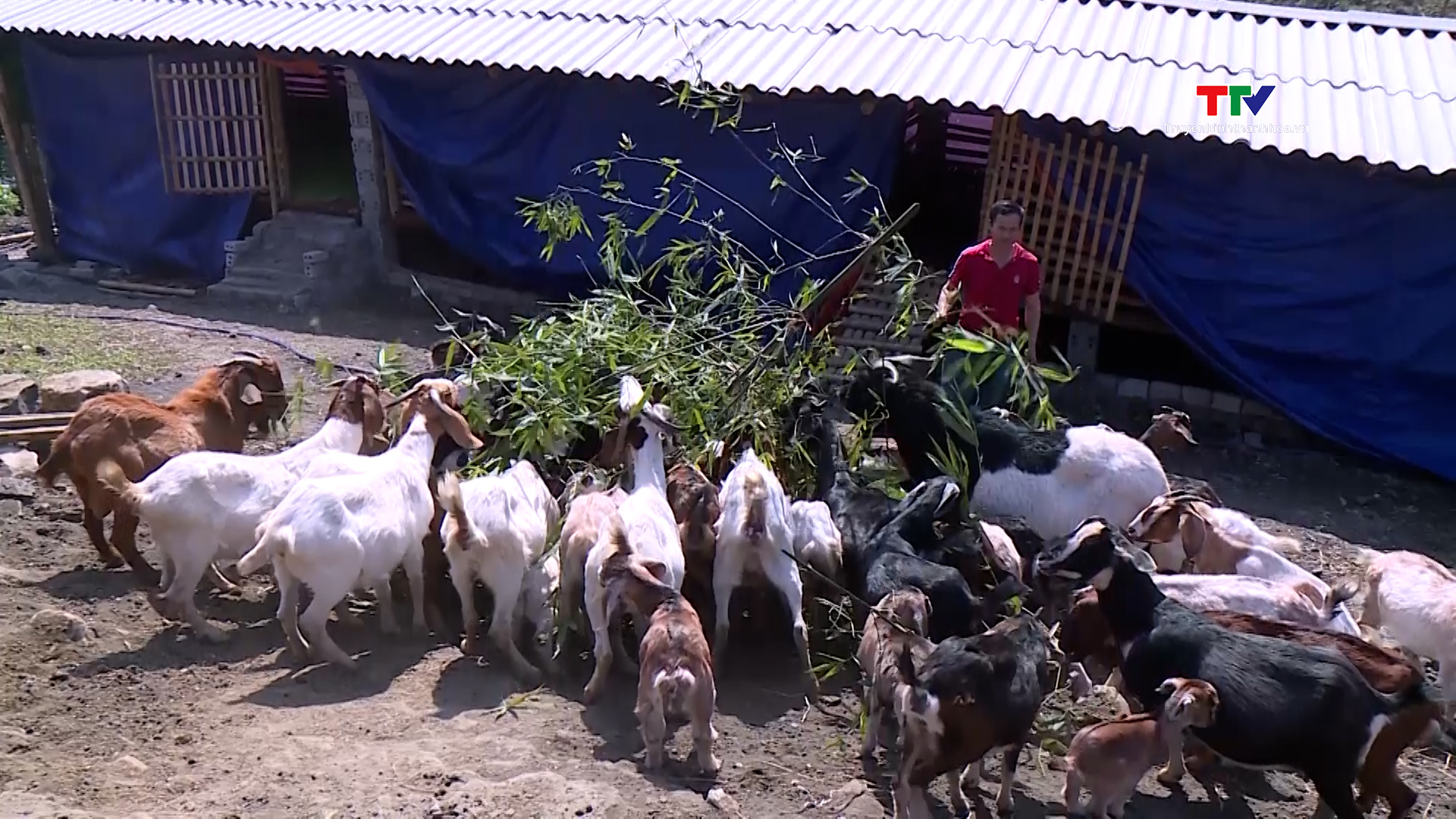 Phát triển chăn nuôi – hướng giảm nghèo ở huyện Quan Hóa- Ảnh 2.