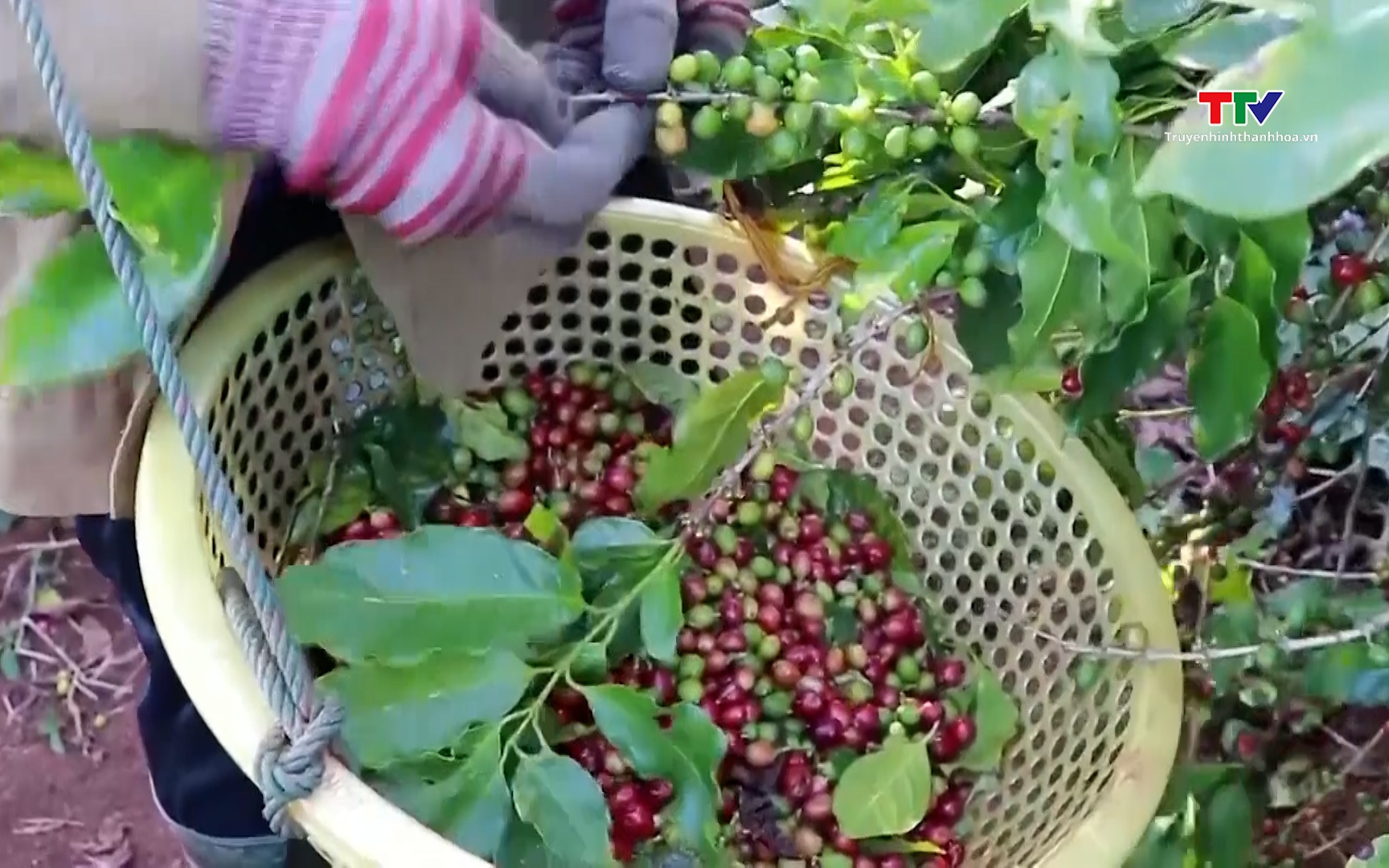Năm 2024, xuất khẩu Cà phê Việt Nam phấn đấu đạt 5 tỷ USD