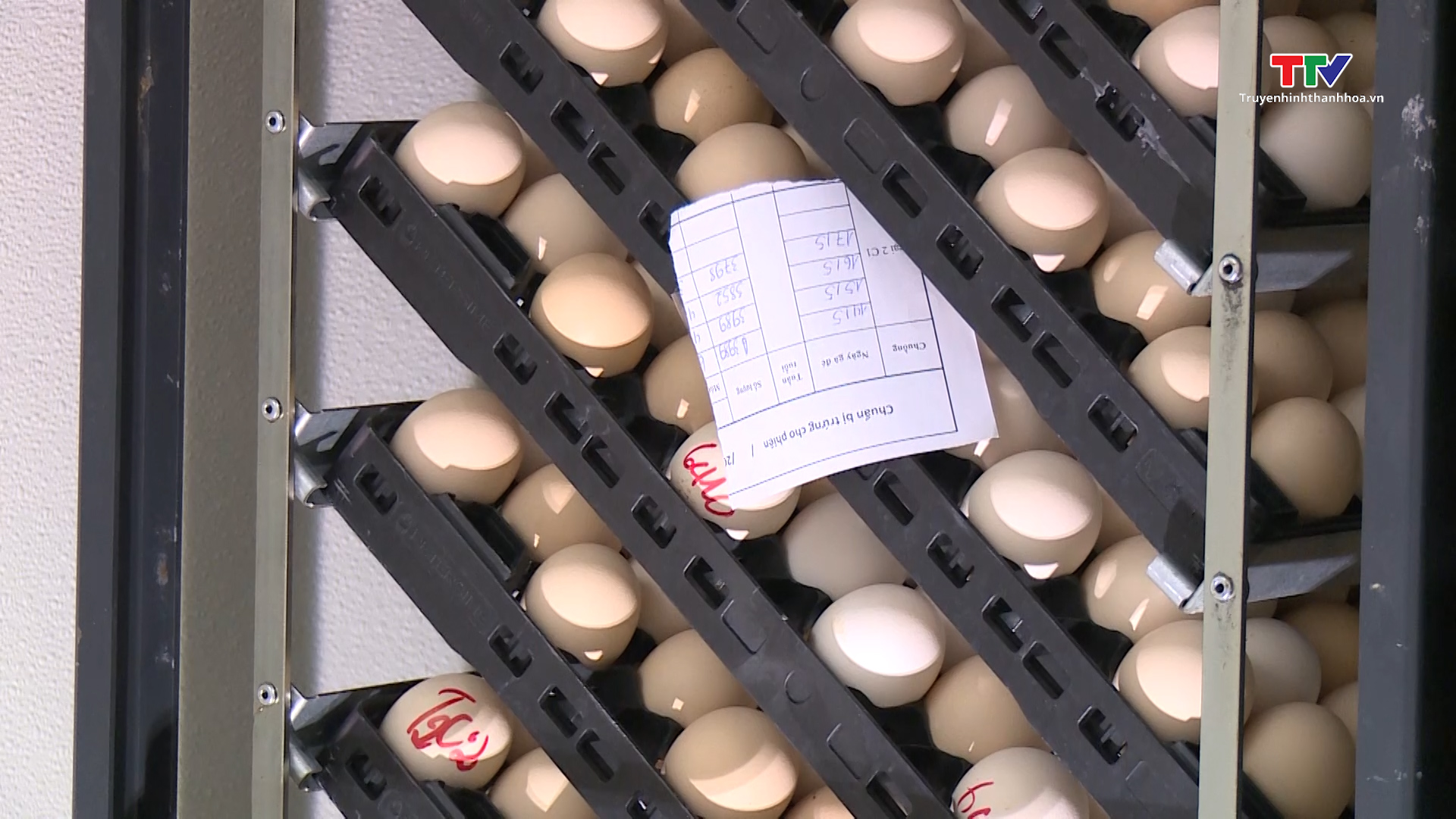 Lượng trứng gia cầm xuất khẩu mới chiếm 1% sản lượng sản xuất- Ảnh 1.