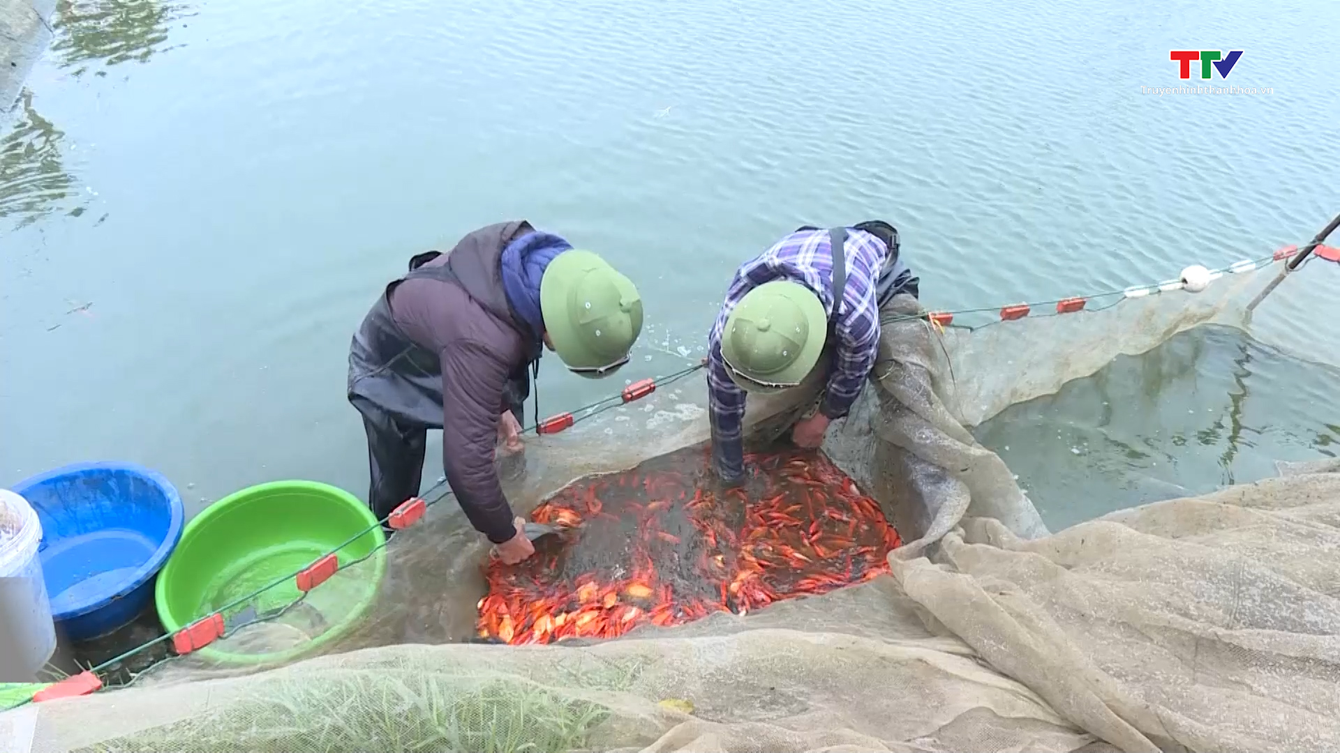 Quảng Xương gìn giữ nghề nuôi cá chép cúng Ông Công Ông Táo- Ảnh 1.