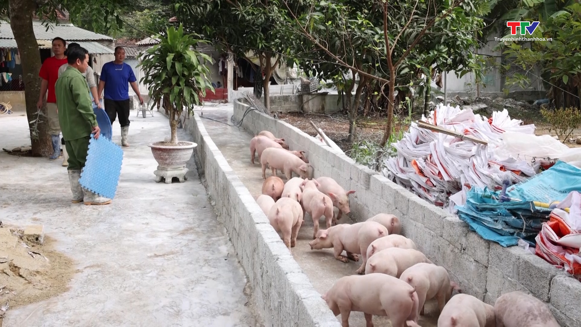 Chăn nuôi lợn theo tiêu chuẩn VietGAP, đảm bảo an toàn dịch bệnh- Ảnh 2.
