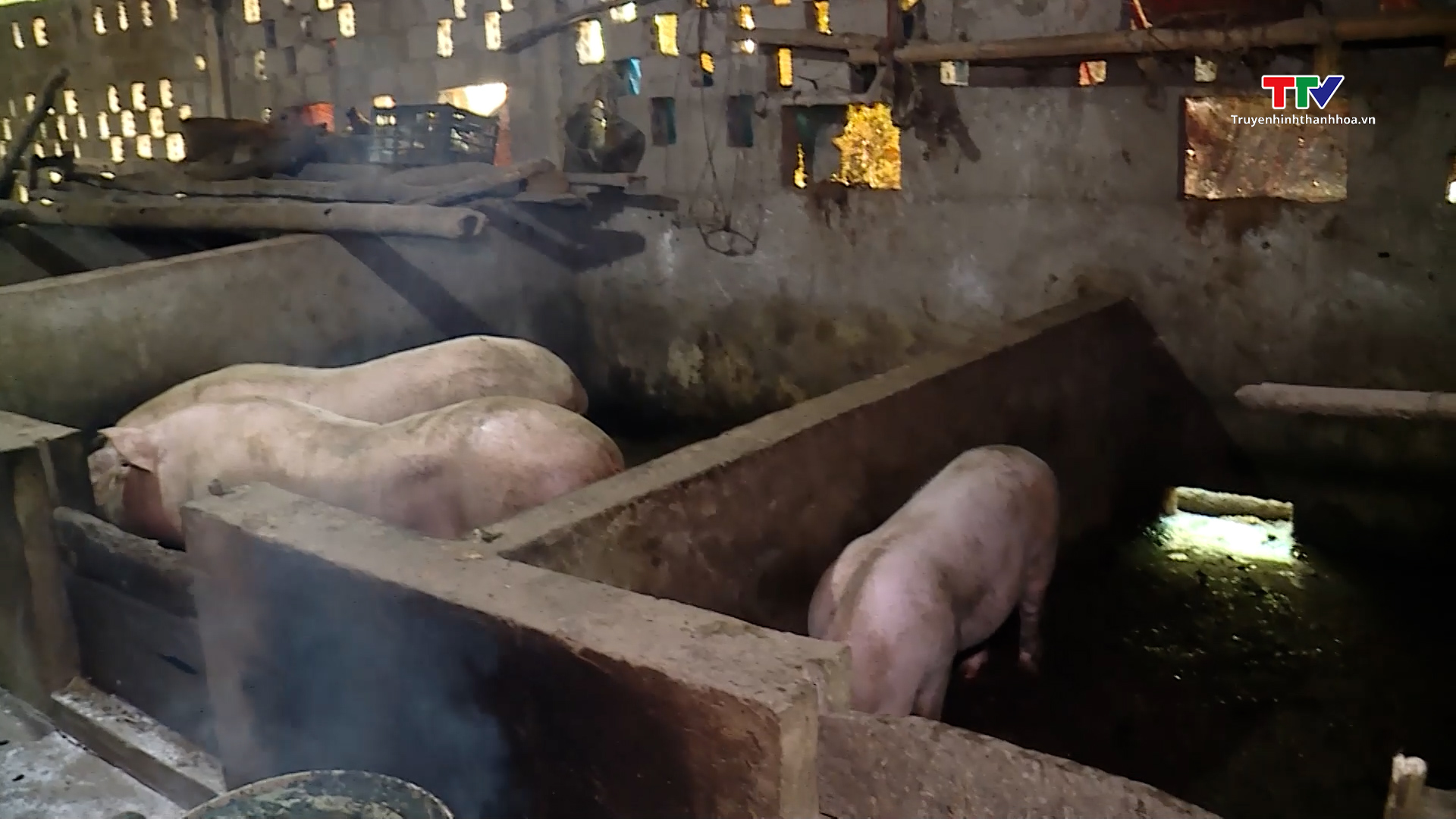 Người dân Triệu Sơn sẽ sớm được hỗ trợ lại lợn giống sinh sản- Ảnh 1.