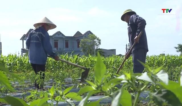 Hỗ trợ tái sản xuất nông nghiệp sau thiên tai- Ảnh 1.