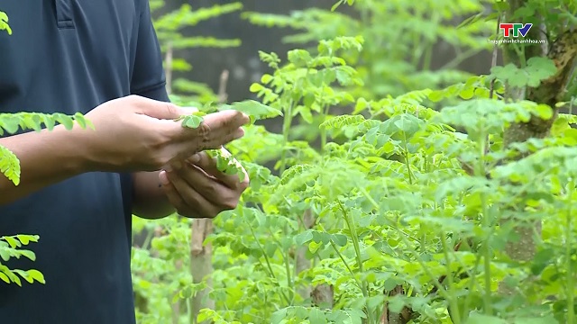 Nông nghiệp xanh - xu hướng tất yếu để phát triển kinh tế nông nghiệp bền vững- Ảnh 1.