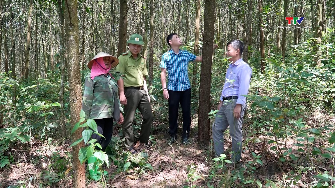 Phát triển rừng trồng theo tiêu chuẩn quốc tế- Ảnh 3.