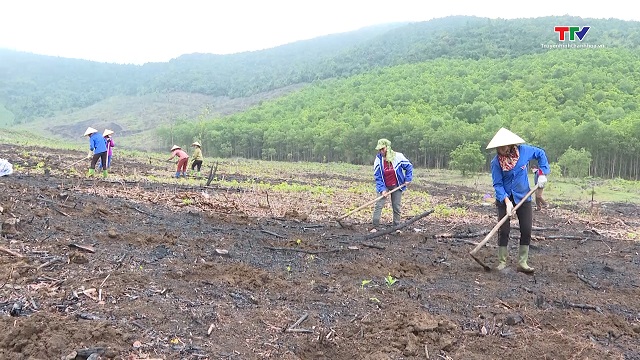 Nâng cao chất lượng, hiệu quả trồng rừng gỗ lớn- Ảnh 1.