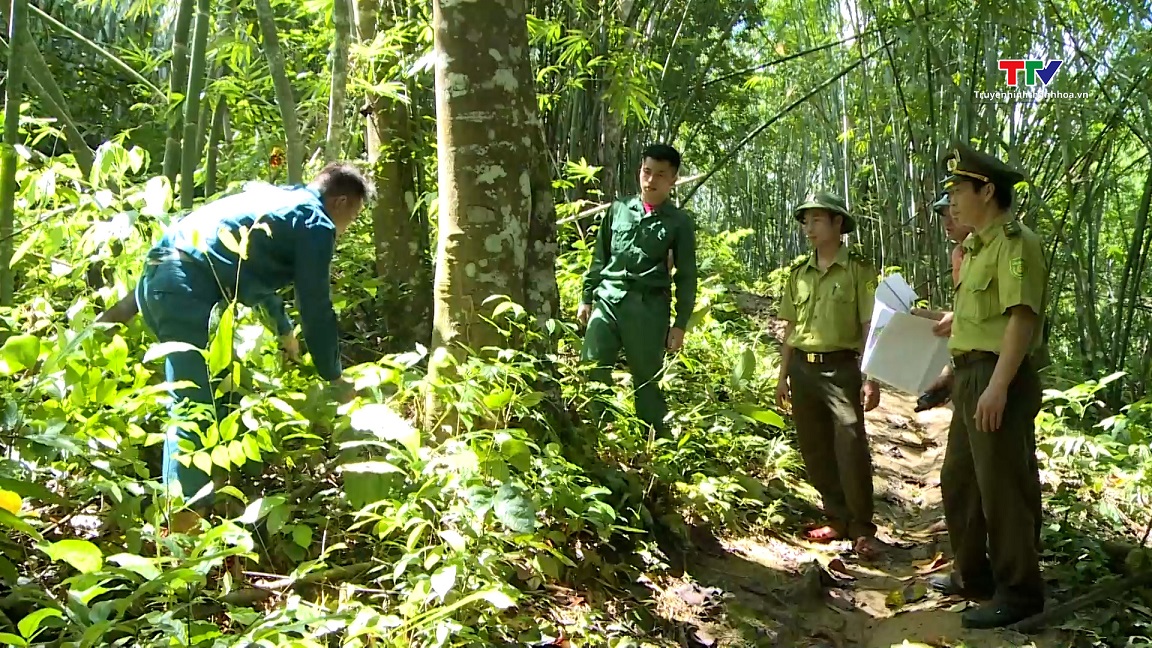 Quản lý, bảo vệ rừng và phòng chống buôn lậu lâm sản dịp cuối năm- Ảnh 1.