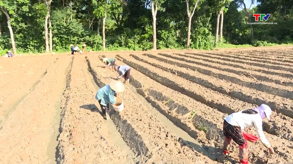 Đẩy nhanh tiến độ, tăng giá trị sản xuất vụ Đông 2024-2025 - Ảnh 3.