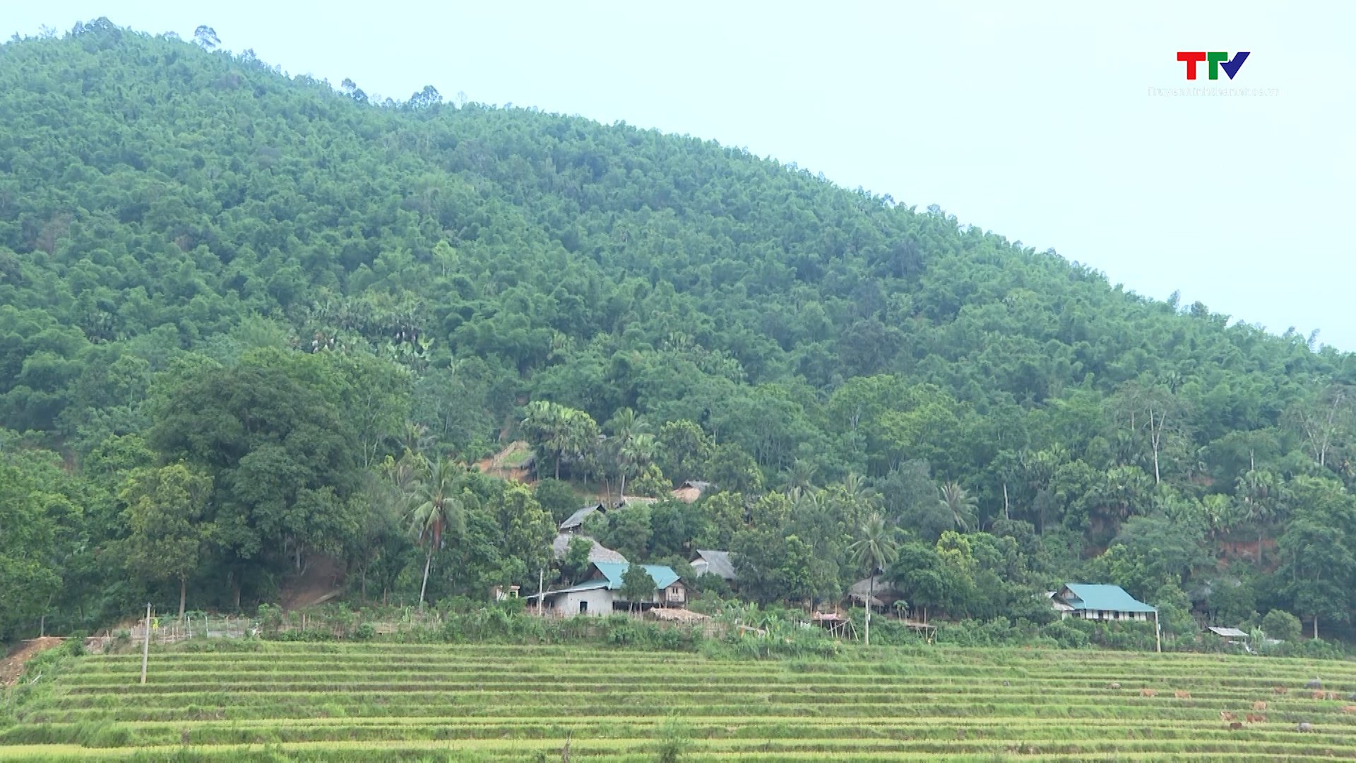 Triển khai các giải pháp hạn chế tình trạng khai thác, xâm lấn rừng- Ảnh 1.