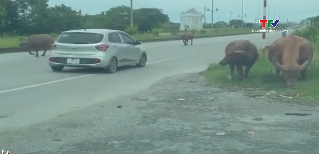 Tình trạng thả rông gia súc trên đường gây mất an toàn giao thông- Ảnh 1.