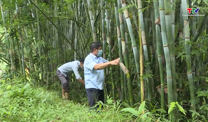 Quan Sơn có 6.140 ha rừng luồng, vầu đã được cấp chứng chỉ quản lý rừng bền vững- Ảnh 1.