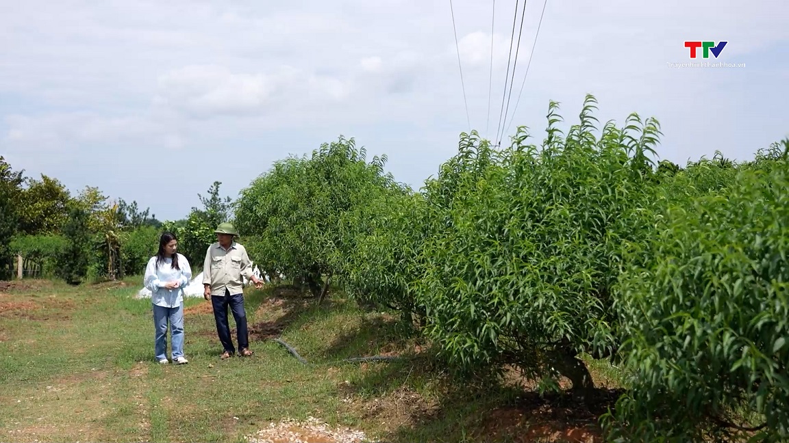 Người ươm mầm xanh ở vùng bán sơn địa- Ảnh 4.