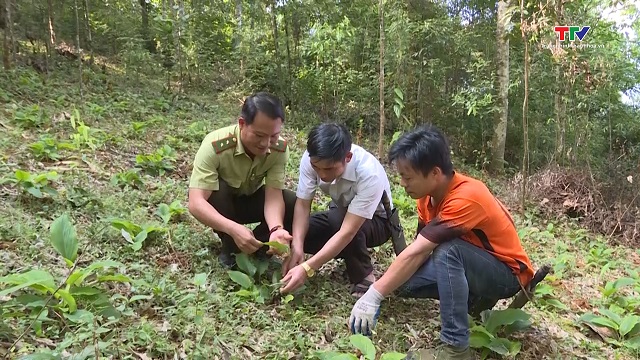 Miền núi Thanh Hóa bảo tồn và phát triển dược liệu đặc hữu từ rừng- Ảnh 1.