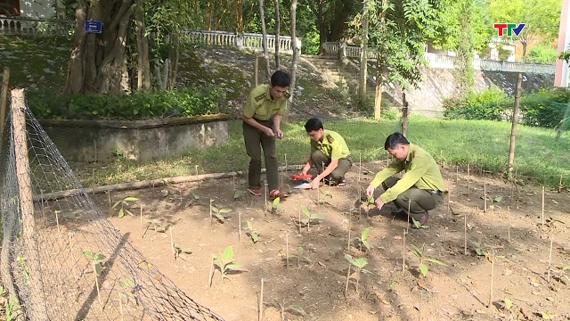 Miền núi Thanh Hóa bảo tồn và phát triển dược liệu đặc hữu từ rừng- Ảnh 3.