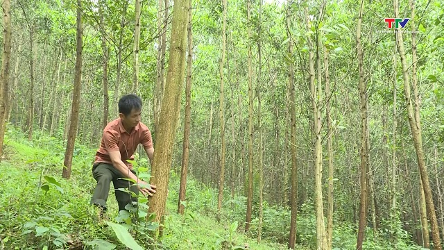 Thanh Hóa có trên 28.000 ha rừng được cấp chứng chỉ FSC- Ảnh 1.