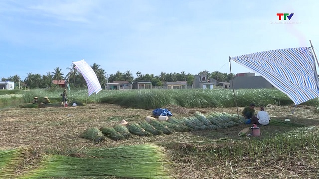 Thanh Hóa duy trì 1.700 ha trồng cói nguyên liệu- Ảnh 1.