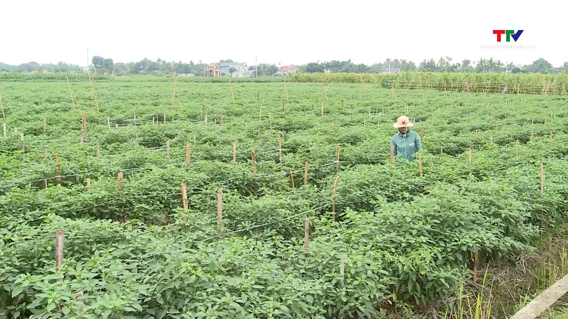 Sản xuất cây trồng hàng hóa, nâng cao giá trị thu nhập trong vụ đông- Ảnh 1.