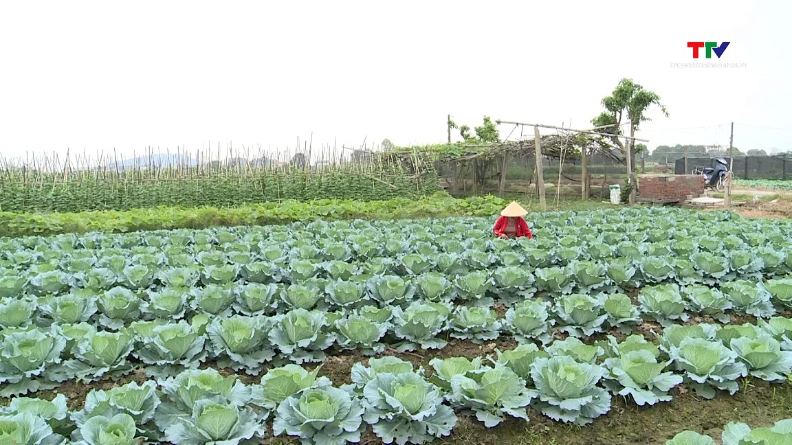 Sản xuất cây trồng hàng hóa, nâng cao giá trị thu nhập trong vụ đông- Ảnh 2.