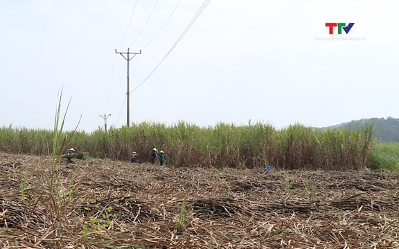 Sở Nông nghiệp và Phát triển nông thôn làm việc với các nhà máy đường về công tác thu mua mía và phát triển vùng nguyên liệu