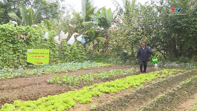 Nghi Sơn: Hơn 100 hộ dân sản xuất rau hữu cơ- Ảnh 1.