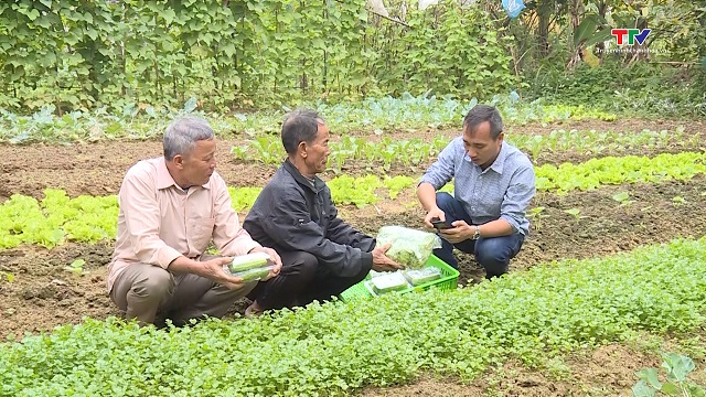 Nghi Sơn: Hơn 100 hộ dân sản xuất rau hữu cơ- Ảnh 2.