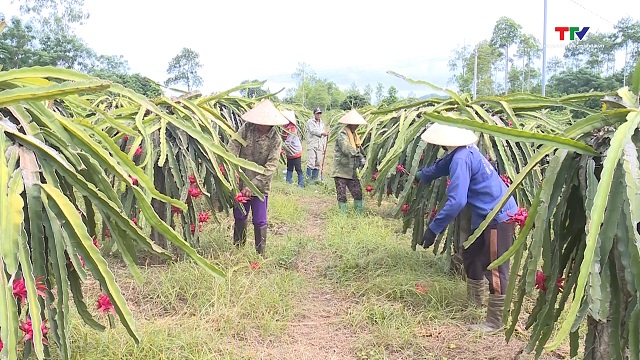 Hiệu quả nguồn vốn Quỹ hỗ trợ nông dân trên địa bàn huyện Thạch Thành- Ảnh 2.