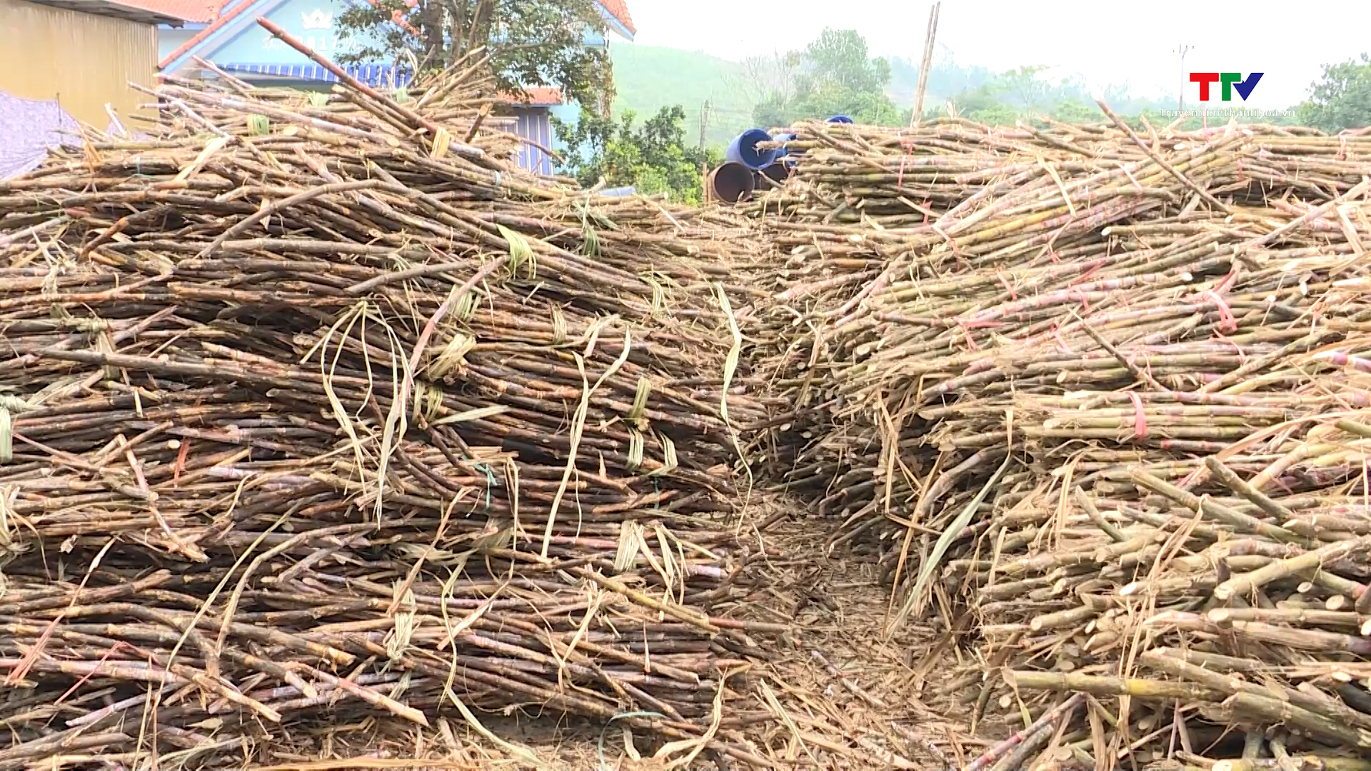 Làng nghề mật mía Thạch Thành tất bật vào vụ Tết- Ảnh 4.