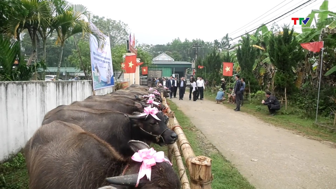 Trao trâu giống cho hộ nghèo, hộ cận nghèo có hoàn cảnh khó khăn tại huyện Thường Xuân- Ảnh 1.