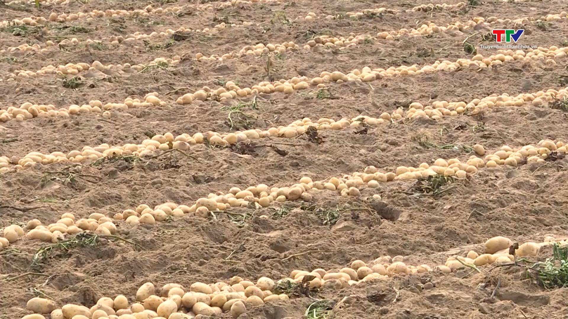 Hiệu quả liên kết sản xuất khoai tây tại Thanh Hóa- Ảnh 3.