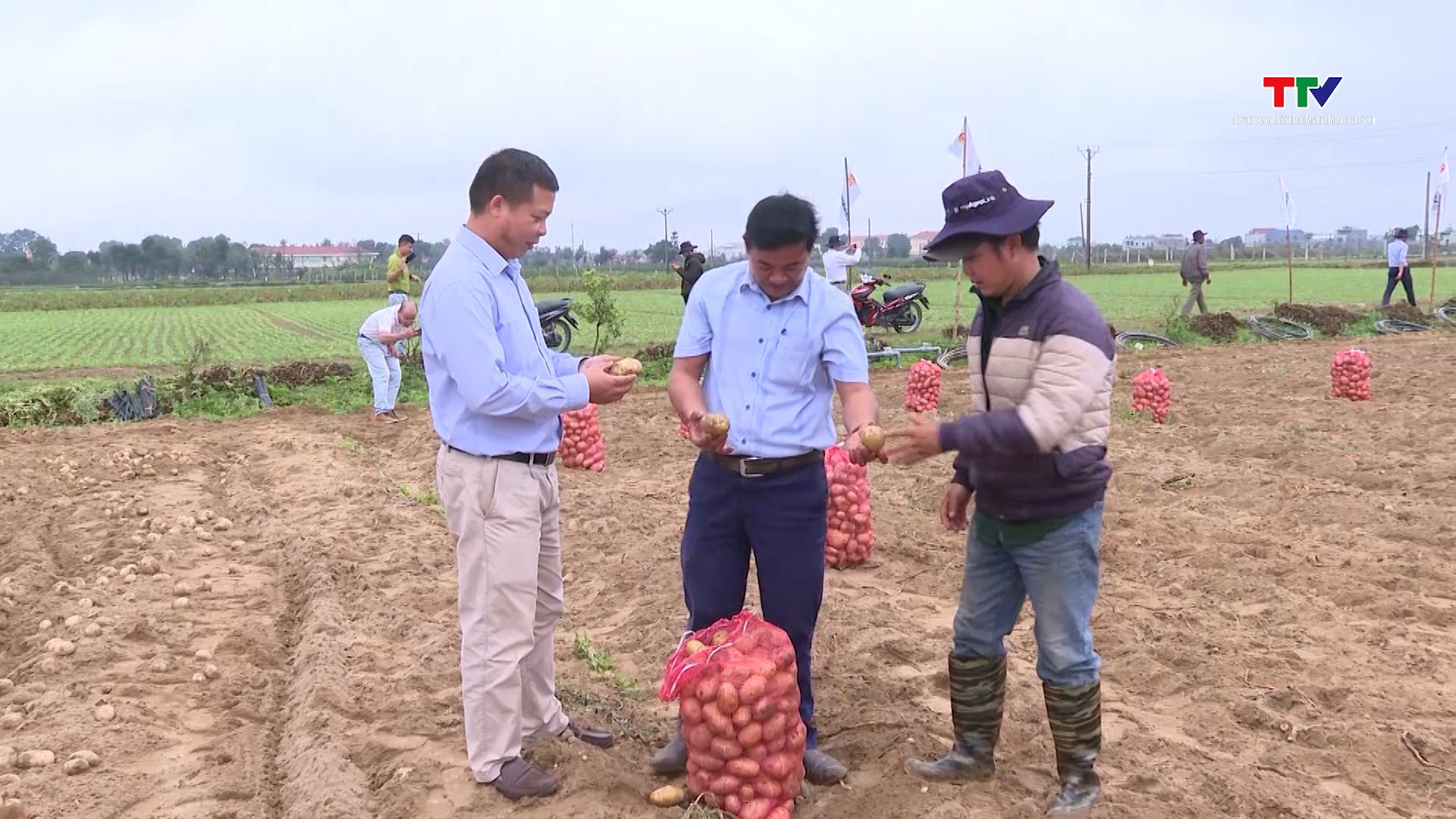 Hiệu quả liên kết sản xuất khoai tây tại Thanh Hóa- Ảnh 2.